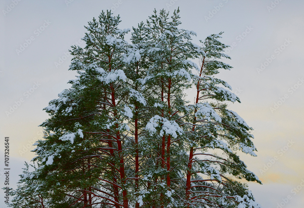 Czapy śniegu na drzewach, choinkach, drewnianym płocie. Krajobraz zimowy, mróz i biały śnieżny puch.