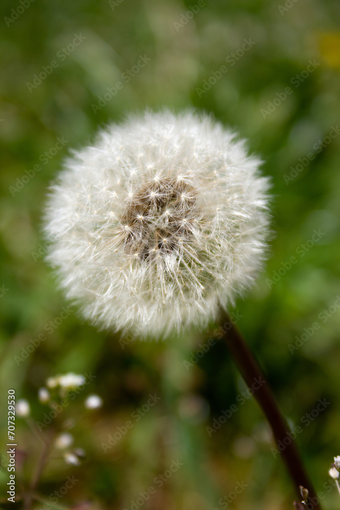 Fluffy white dandelion - on green grass background
