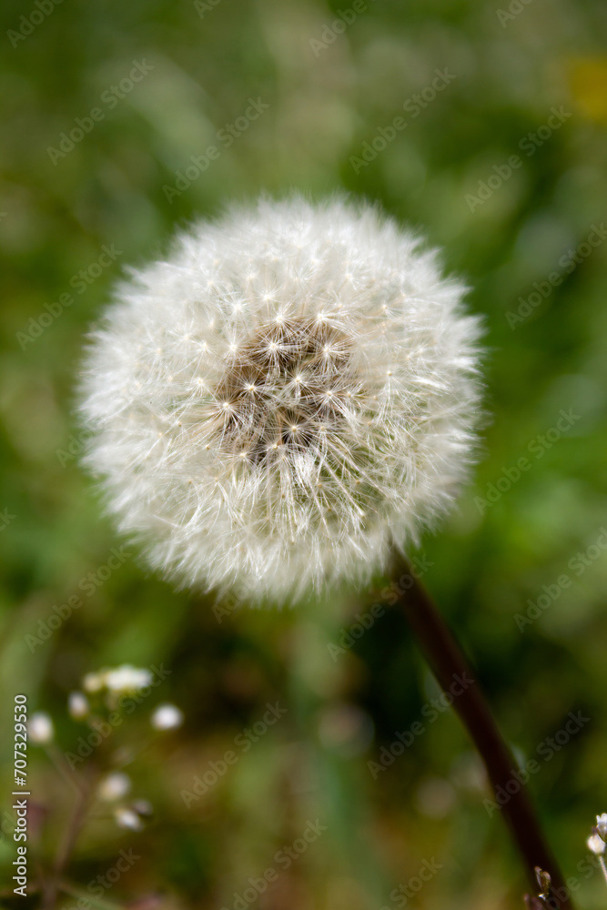 Fluffy white dandelion - on green grass background Fluffy white dandelion - on green grass background