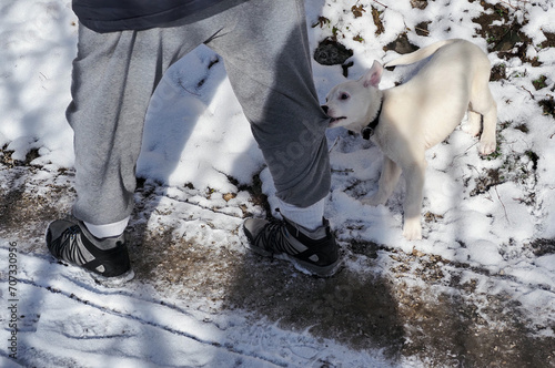 White puppy bites pants