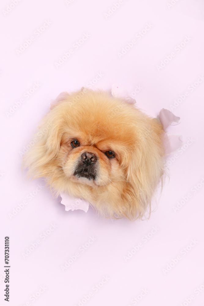 Cute fluffy dog looking out of hole in torn lilac paper Cute fluffy dog looking out of hole in torn lilac paper