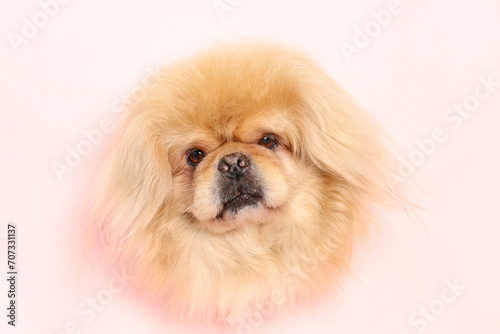 Cute fluffy dog on pink background