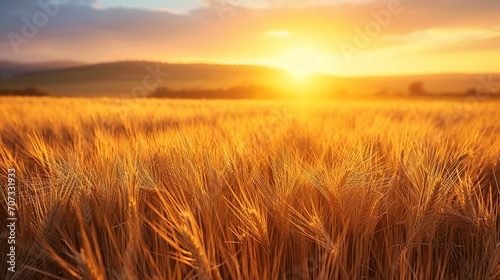 A golden field of wheat swaying in the early morning breeze as the first light of dawn bathes the landscape.  Golden wheat field at dawn 