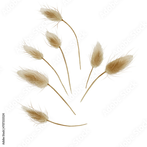 Watercolor set of graceful fluffy dried flowers.Isolated on white background.Beige ears of dry lagurus.Interior decoration of a home or office.For your projects,printing,patterns,fabric,textiles.
