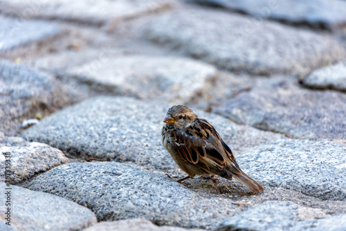 Female House Sparrow  Passer domesticus  - Dublin s Urban Charm