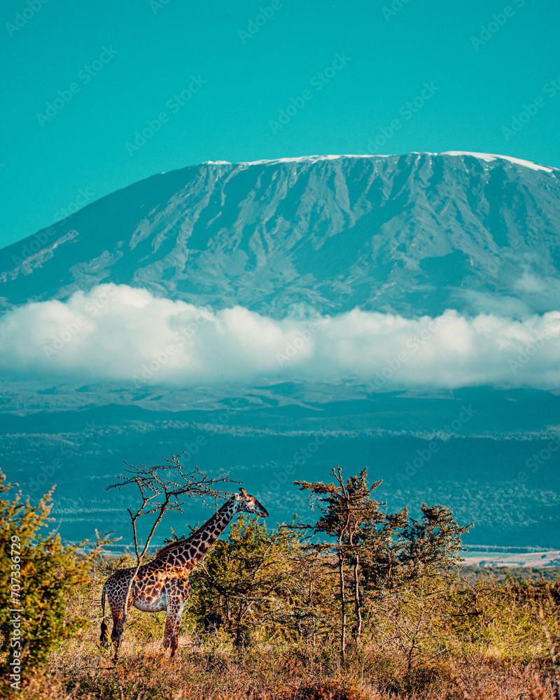 Fototapeta premium Giraffe Mt kilimandaro snow peak view from hotel 