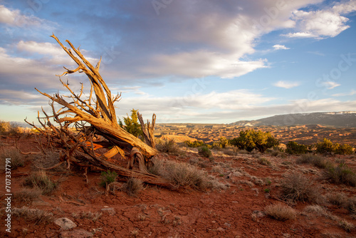 Desert Tree