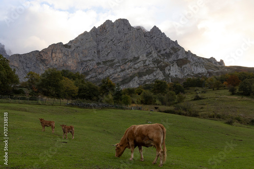 Free range cattle on autumn meadow in spanish countryside.