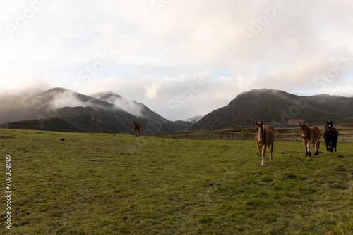 Fototapeta Naklejka Na Ścianę i Meble -  Portrait of horses on a green meadow with mountain peaks and fog