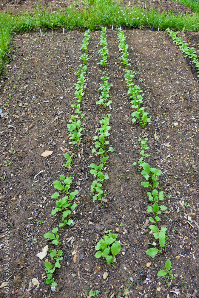 Obraz premium Bed of radishes breaking through the soil using the no dig method 