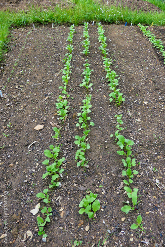 Bed of radishes breaking through the soil using the no dig method 