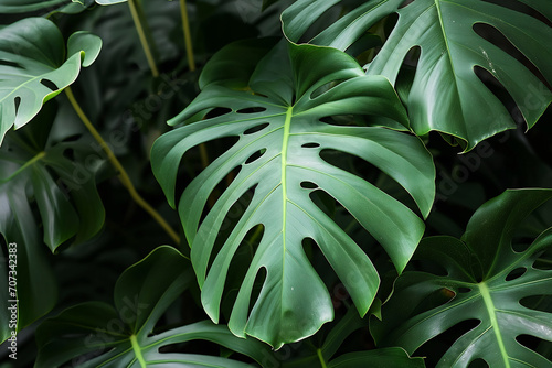 a close up of a monstera plant with large leaves