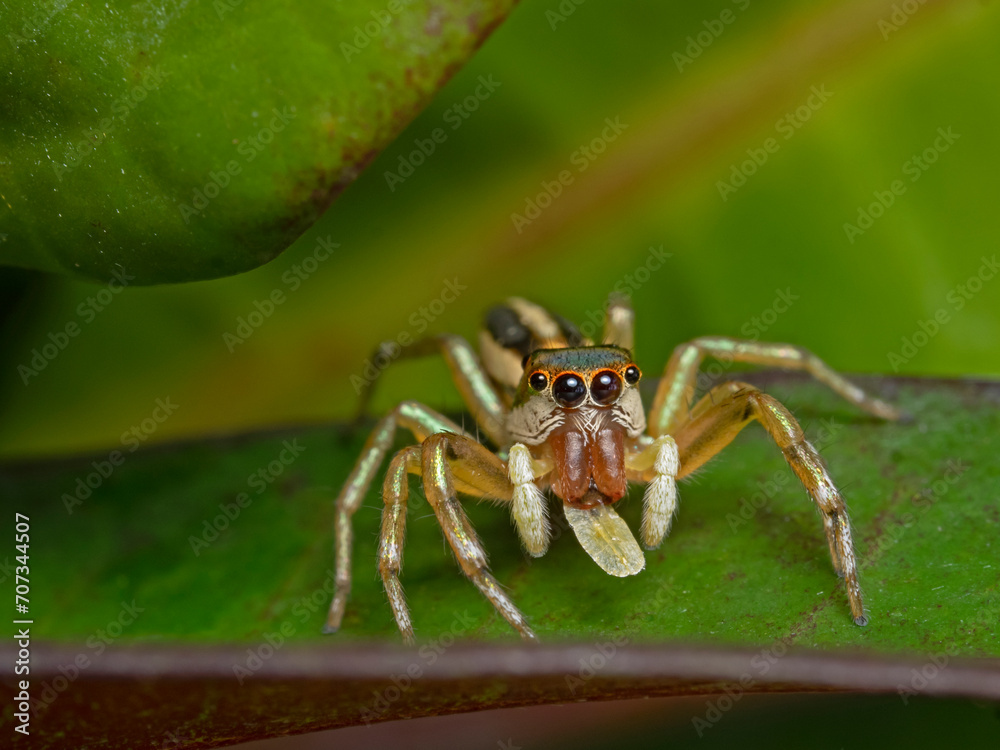 Two-striped Jumping Spider (Telamonia dimidiata) Pulau Bangka, North Sulawesi Two-striped Jumping Spider (Telamonia dimidiata) Pulau Bangka, North Sulawesi