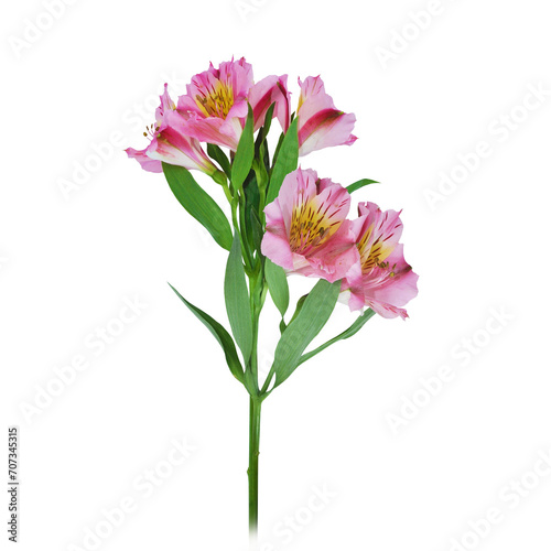 Poppy Alstroeme azali bell chamom crocuses lilac lily narcissus rose flower isolated on transparent background, Red yellow blue green flower isolated Photo summer spring flowers, png	 photo