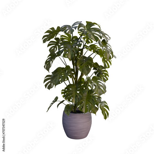 3D Rendered Potted Monstera Plant with no Background