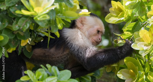 Photography White-faced capuchin monkey (Cebus imitator) in Manuel Antonio national park