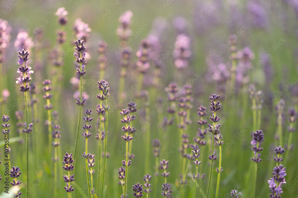 Fototapeta premium lavender