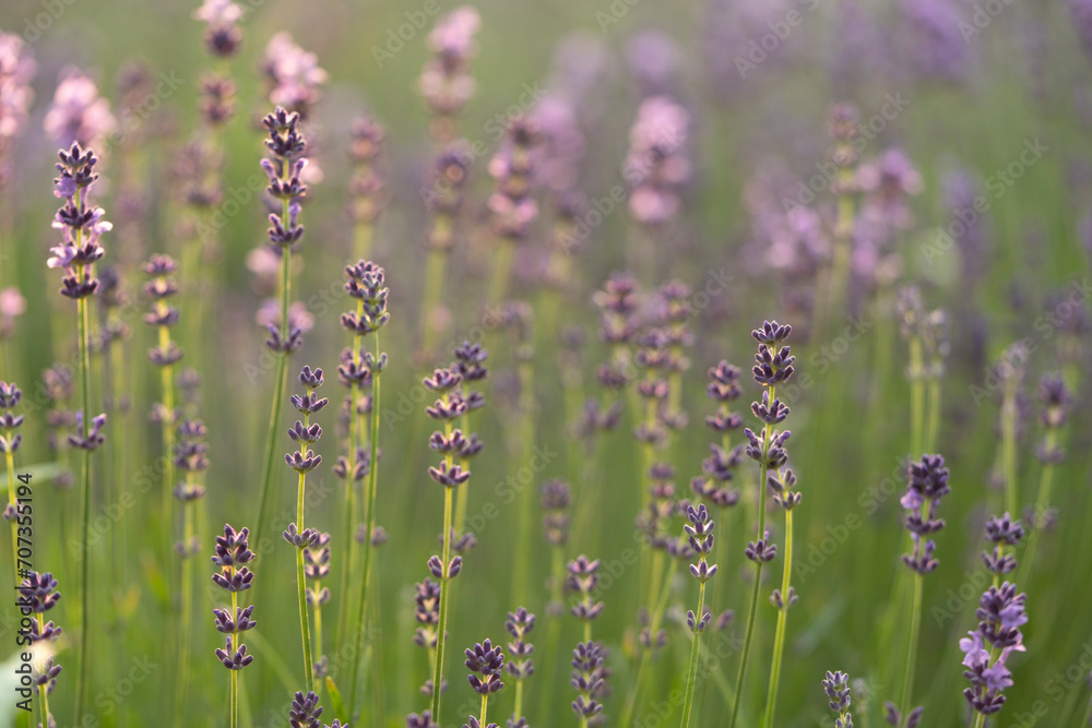 Obraz premium lavender