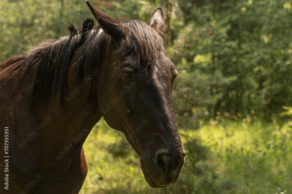 Fototapeta premium A horse stands in tall grass, long mane, a horse gallops, a horse stands in tall grass at sunset, yellow-green background