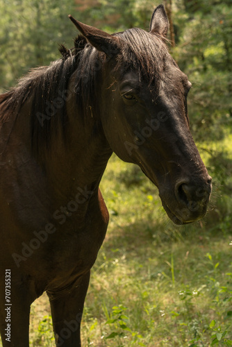 A horse stands in tall grass  long mane  a horse gallops  a horse stands in tall grass at sunset  yellow-green background