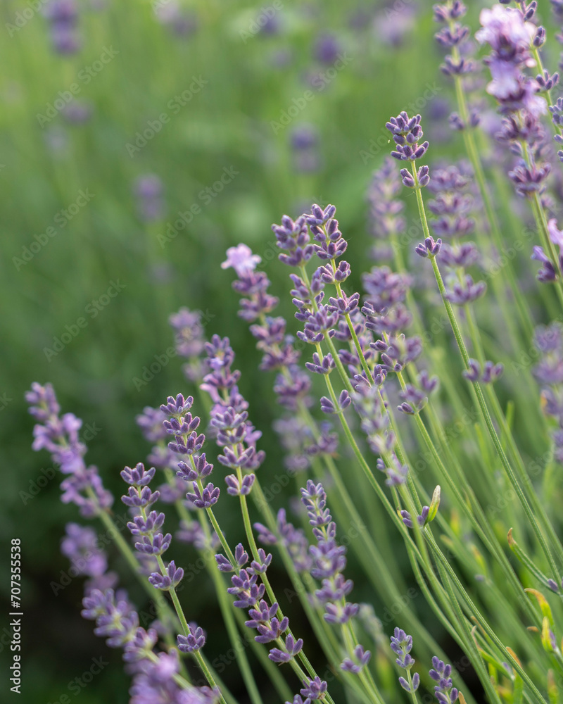 Obraz premium Blooming lavender in a field at sunset in Provence, France