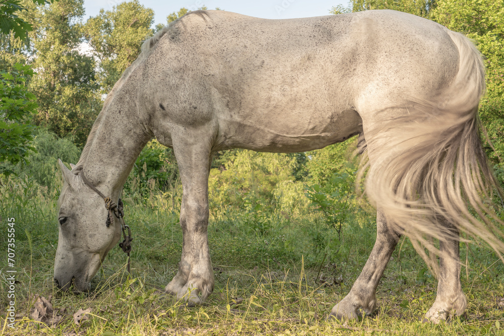 Φωτογραφία A horse stands in tall grass, long mane, a horse gallops, a horse stands in tall