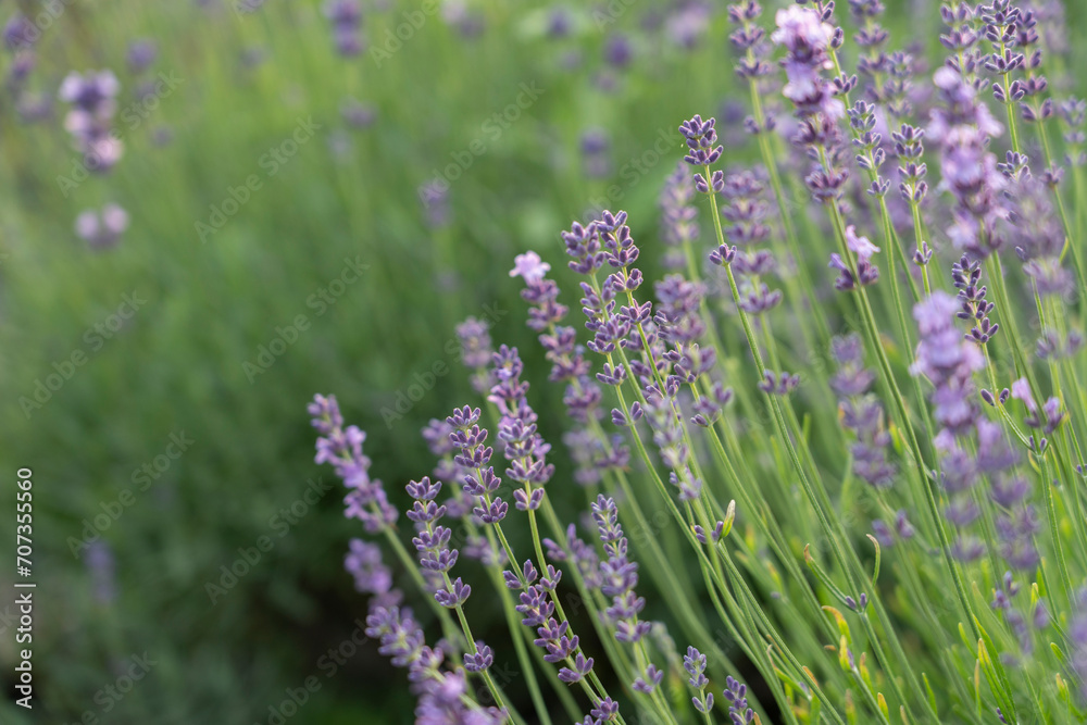 Obraz premium Blooming lavender in a field at sunset in Provence, France