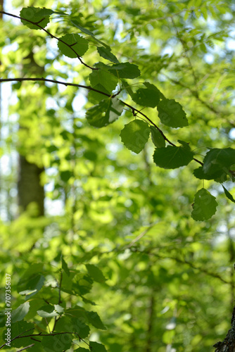 Juicy green leaves, awakening of nature, selective focus, beautiful background, place for text, vertical photography.