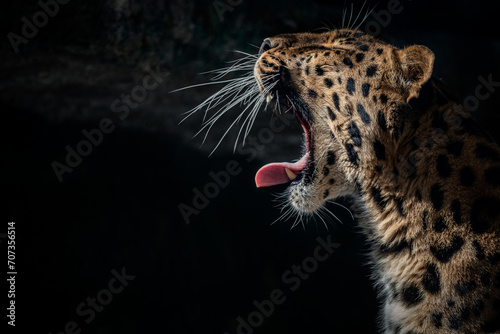 Portrait of a the Amur leopard (Panthera pardus orientalis). East Siberian leopard. Red List photo