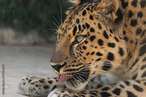 Portrait of a the Amur leopard  Panthera pardus orientalis . East Siberian leopard. Red List