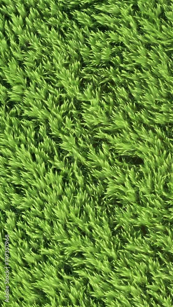 Close-up vertical aerial top down drone flies over green wheat corn. Cereal land, agricultural industry. Natural texture, lush wheat spikelets waving in wind. Harvest organic cultivate in field
Close-up vertical aerial top down drone flies over green wheat corn. Cereal land, agricultural industry. Natural texture, lush wheat spikelets waving in wind. Harvest organic cultivate in field