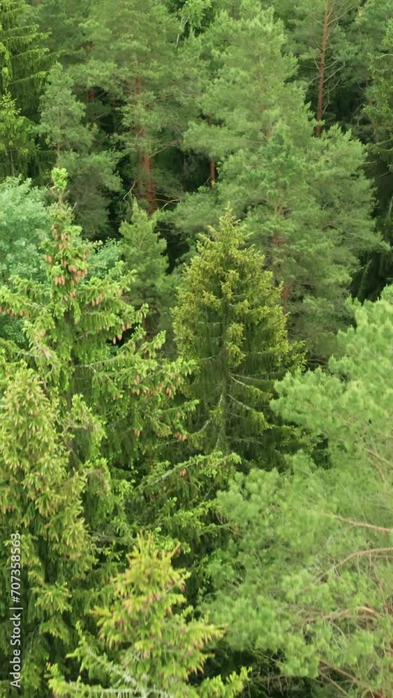 Vertical top view mixed forest woodland aerial. Drone flies over treetops conifers, cloudy day in natural park. Green moss, grass and plants. Colorful texture in nature. Natural background in motion
Vertical top view mixed forest woodland aerial. Drone flies over treetops conifers, cloudy day in natural park. Green moss, grass and plants. Colorful texture in nature. Natural background in motion