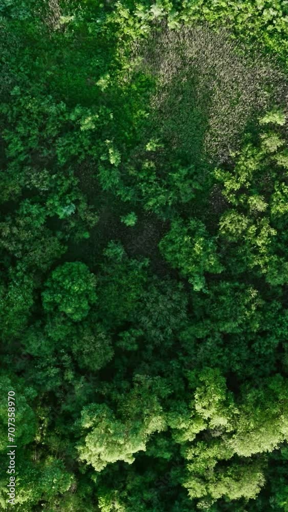 Aerial top down vertical view swampy area. Birds eye view of lake shore overgrown with bushes, trees and dry reeds. Drone flies over dead tree, marsh texture from above. Landscape, nature background Aerial top down vertical view swampy area. Birds eye view of lake shore overgrown with bushes, trees and dry reeds. Drone flies over dead tree, marsh texture from above. Landscape, nature background