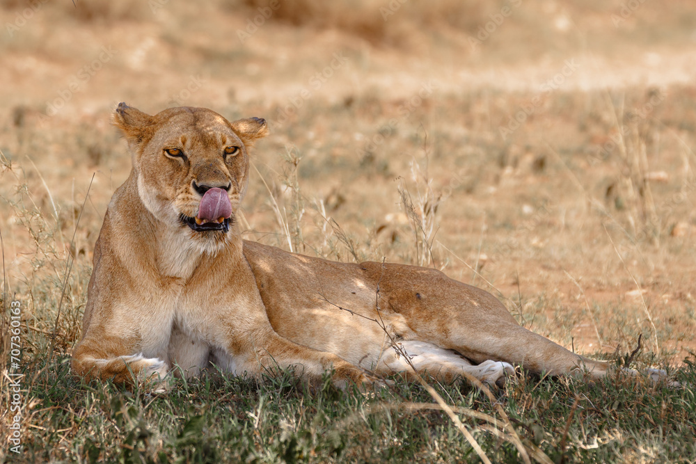 Lions on Safari