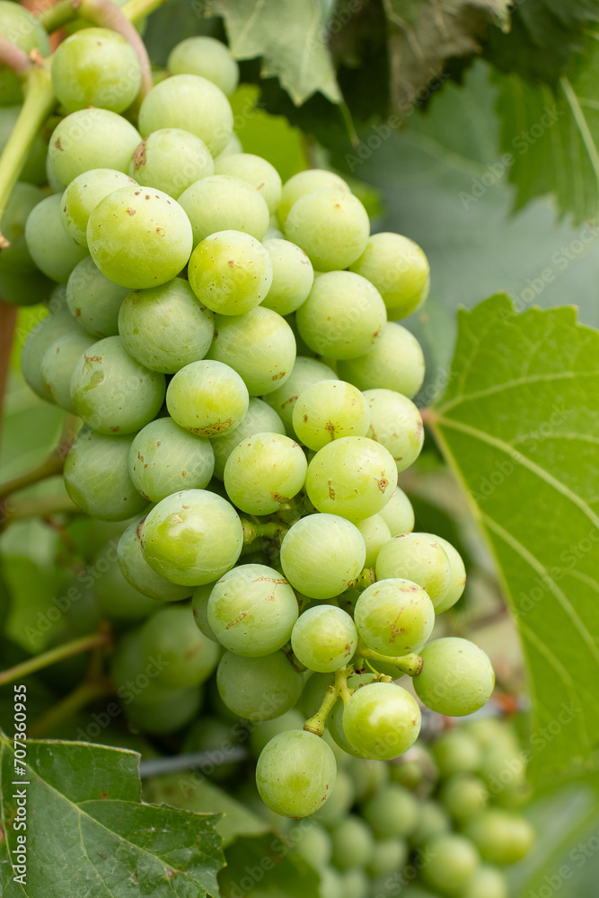 bunch of green grapes on the vineyard bunch of green grapes on the vineyard