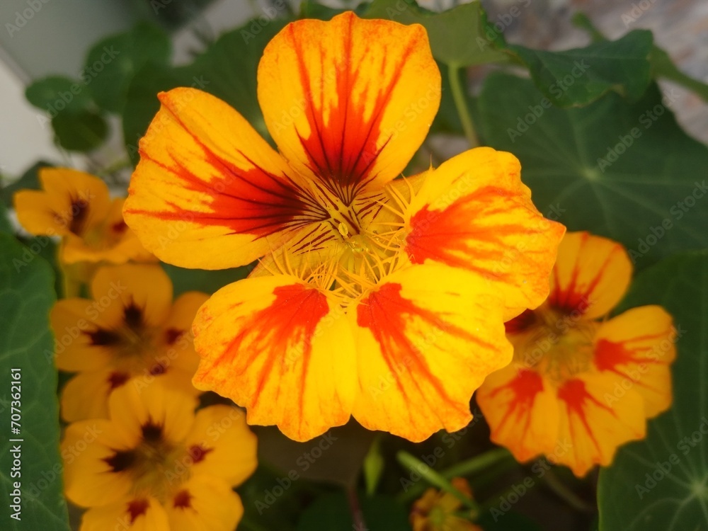 Bright nasturtium flower of yelowish and orange tones with some other flowers behind Bright nasturtium flower of yelowish and orange tones with some other flowers behind