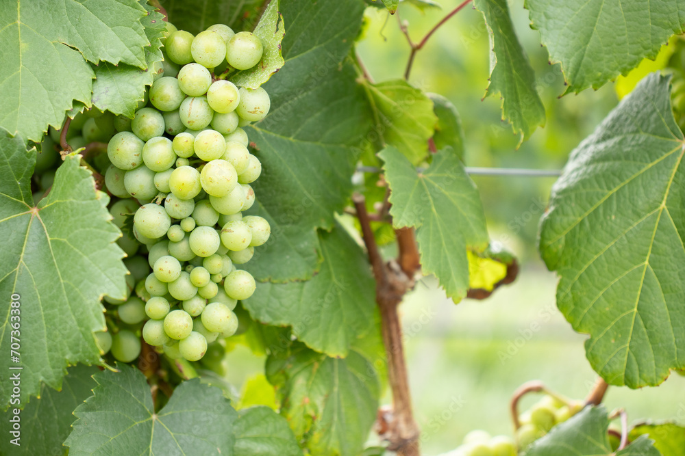 bunch of green grapes on the vineyard bunch of green grapes on the vineyard