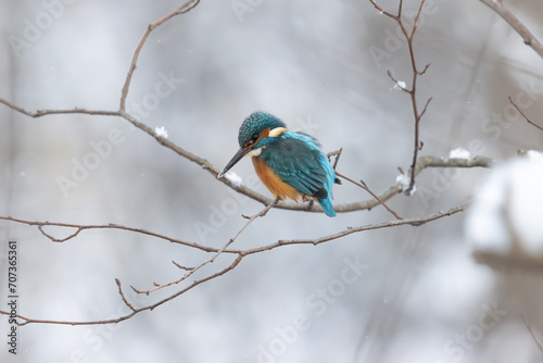 A Kingfisher looking for catch by a snowy forest river in Estonia