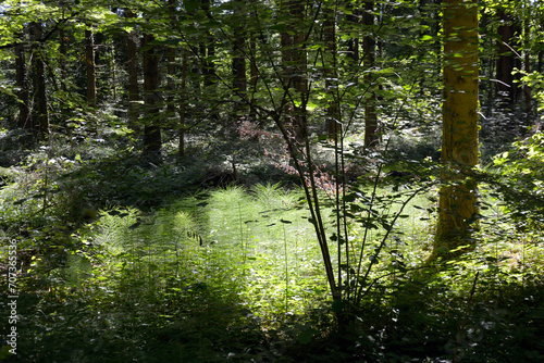 Dense beautiful forest with trees and grass in the bright sun shining through the trees