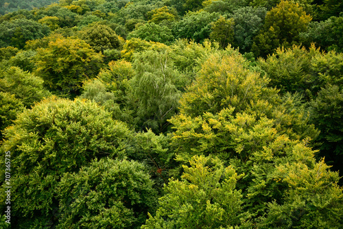 Drone view of a large lush forest with green treetops. View in perspective