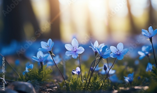 First spring flowers - blue snowdrops in the forest. Early spring landscape.