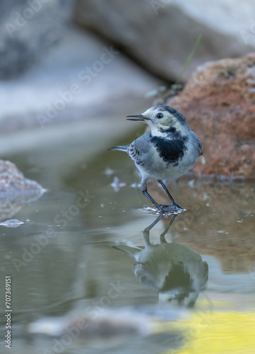 white wagtail ready to the bath	