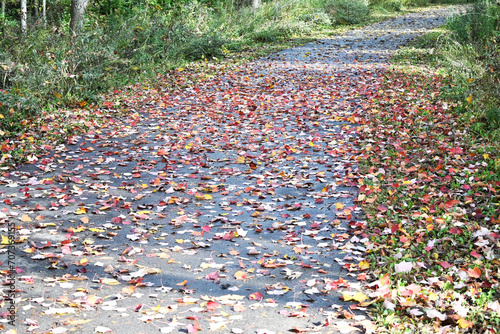 Fallen Leaves on the Bike Path