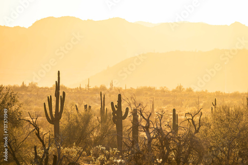 Saguaro cacti basking in the warm golden light of sunset in the Sonoran Desert of Arizona. photo