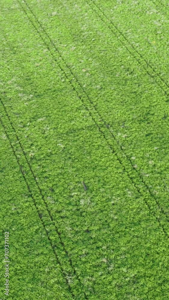 Vertical aerial top down drone flies over green agriculture field. Flight over cereal plants land, agricultural industry. Natural texture in motion, rows leguminous crops. Harvest organic cultivate Vertical aerial top down drone flies over green agriculture field. Flight over cereal plants land, agricultural industry. Natural texture in motion, rows leguminous crops. Harvest organic cultivate