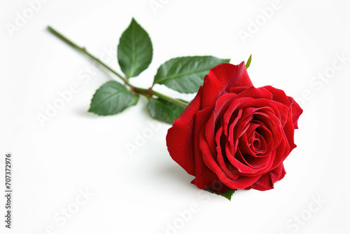 Gentle red rose isolated on a white or transparent background. Rose flower is symbol of love  Gifts for anniversaries or Valentine s Day.