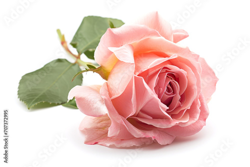 Gentle pink rose isolated on a white or transparent background. Rose flower is symbol of love  Gifts for anniversaries or Valentine s Day.