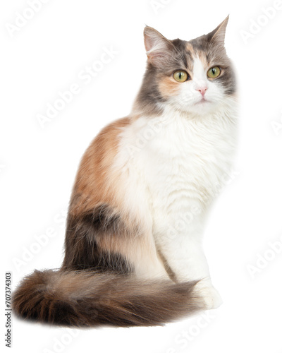 Norwegian Forest Cat calico, sitting, on white background