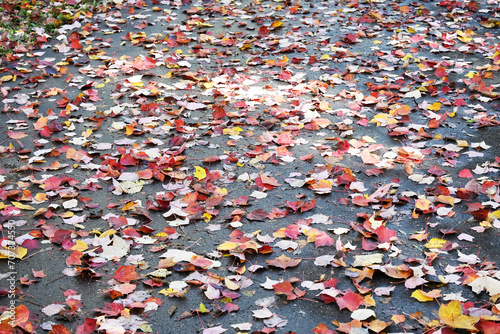 Fallen Leaves on Bike Path