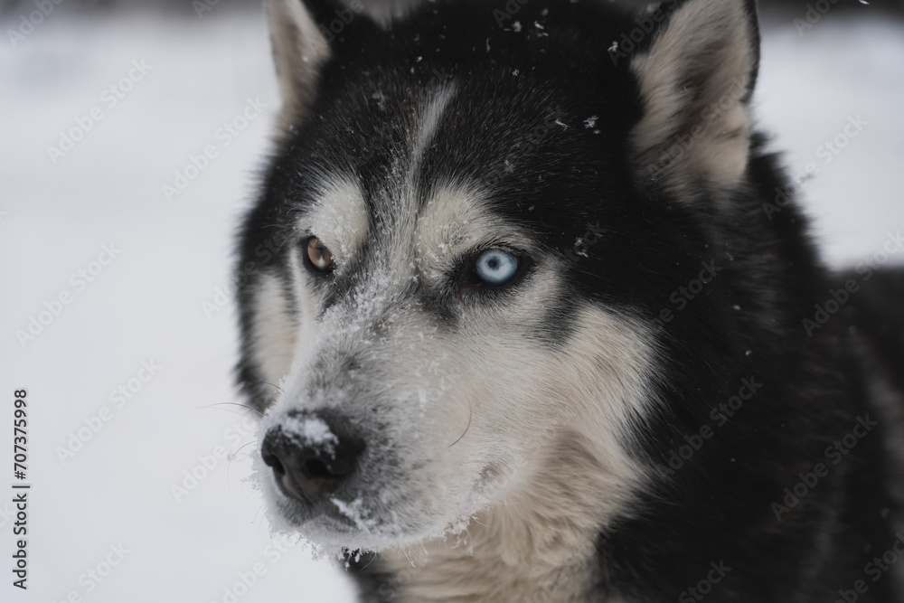 Muzzle of a Siberian Husky dog ​​with multi-colored eyes in winter, close-up photo.